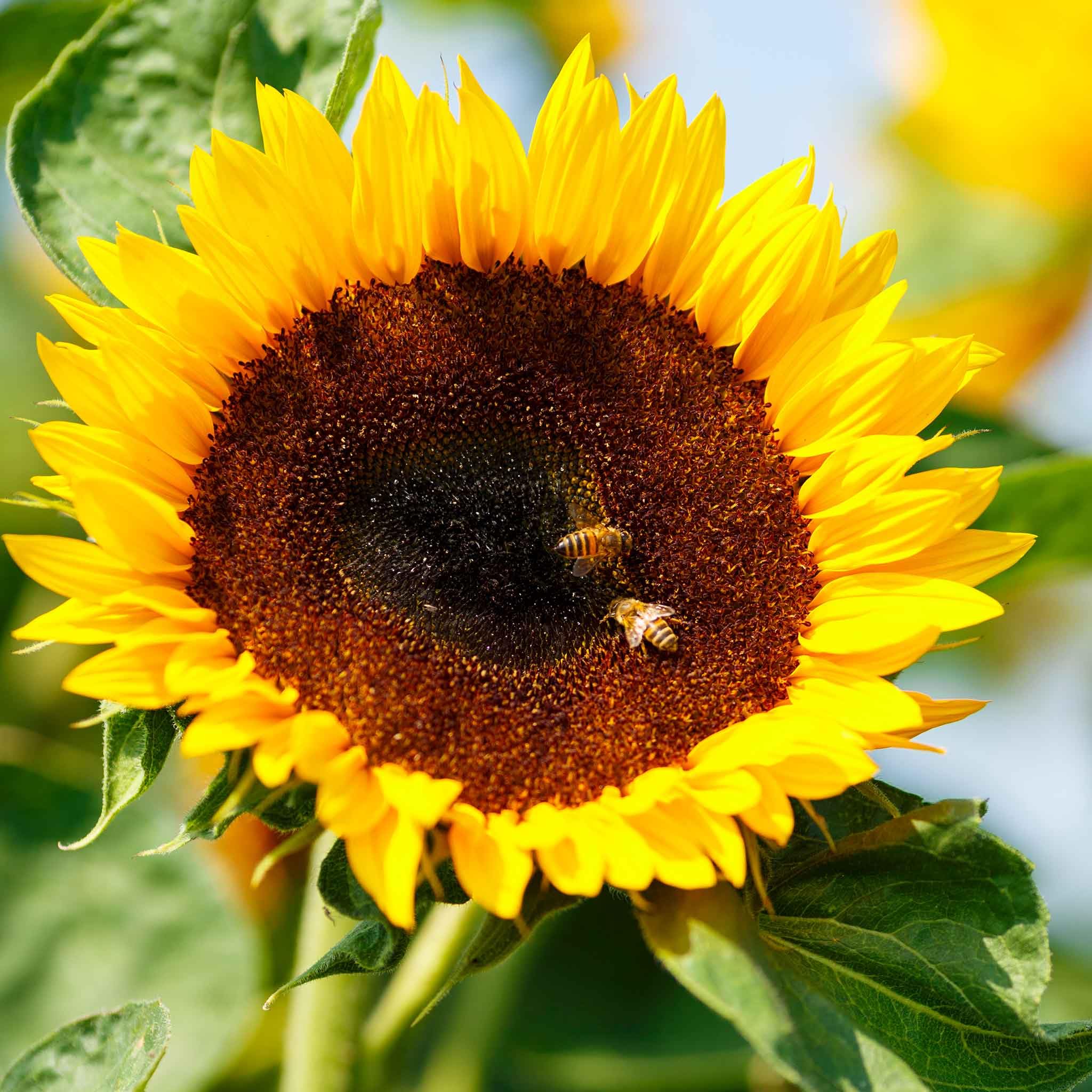 Amazon.com : Eden Brothers Sunflower Seeds (Dwarf) - Bambino, Non